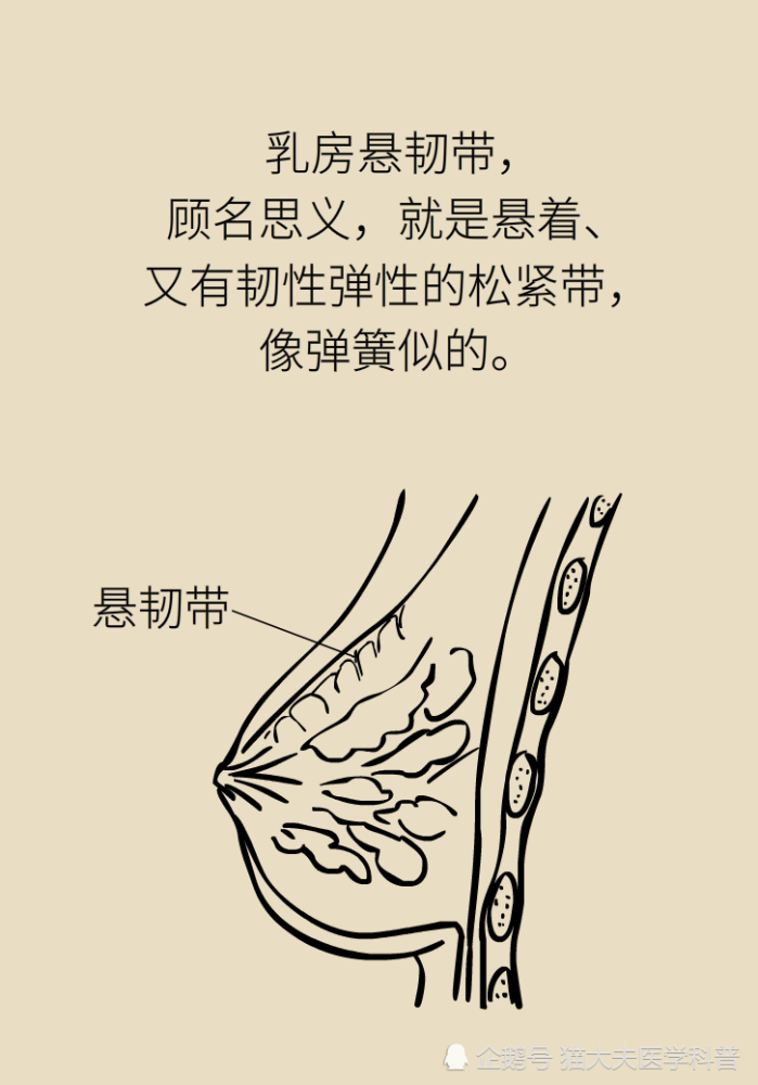 92的女生都选错胸衣长期穿内衣易患乳腺癌