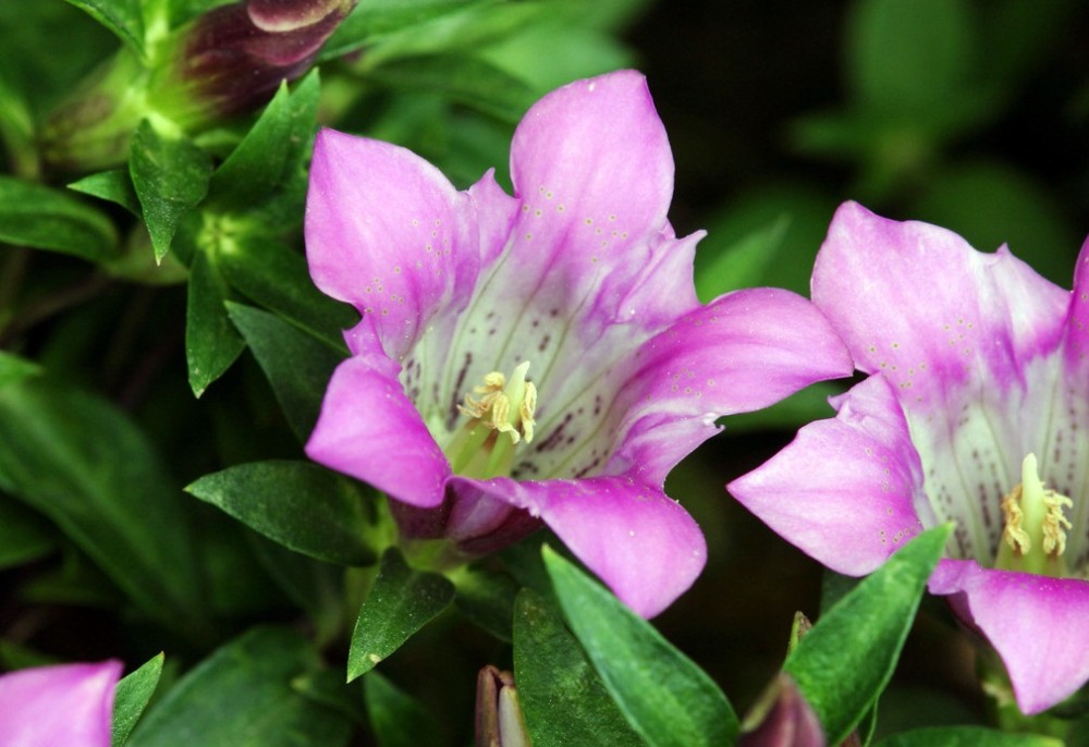 龙胆花是代表了忧伤的花但是却能够给人温暖是深刻的感悟