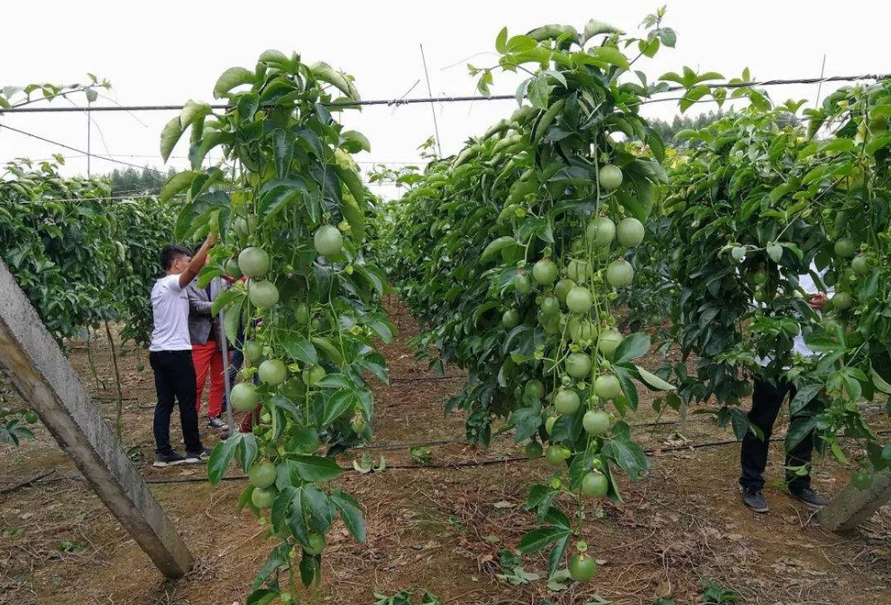 百香果全套栽培技術建議種植戶收藏備用