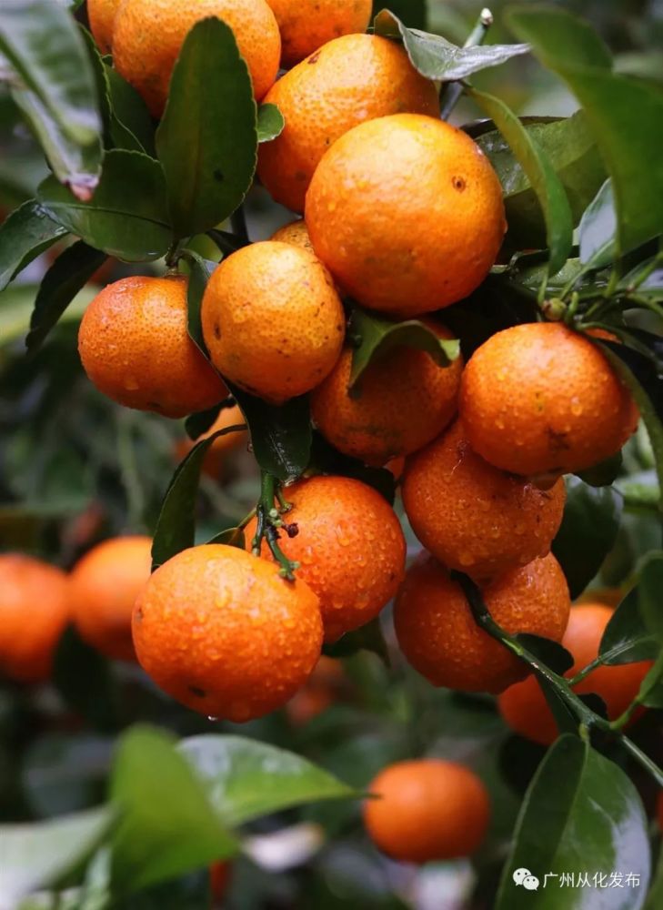 皮薄肉脆,清甜可口!从化南窿水库砂糖桔已进入采摘期