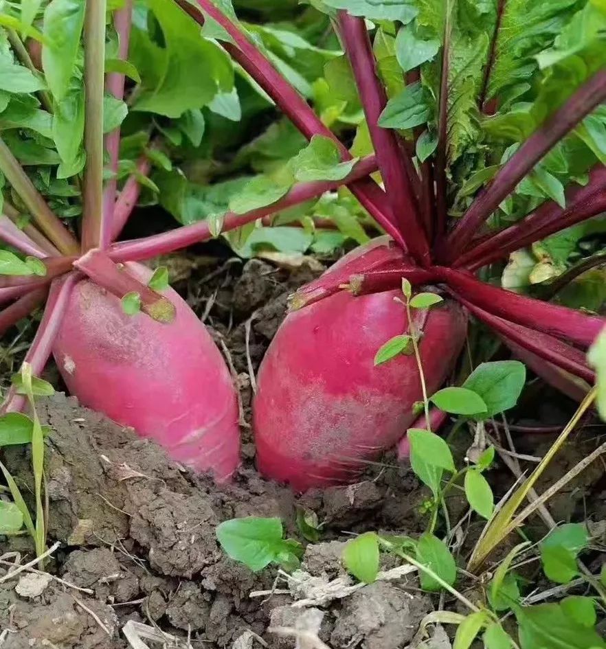 东山瑶族乡:小小冬萝卜 让闲置土地产出宝