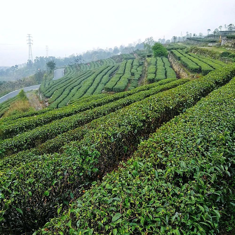 由重慶市農業科學院茶葉研究所1959年研製生產1964年經國內著名茶學