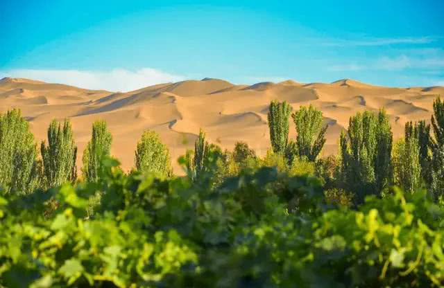 这一沙漠变绿洲,从光秃沙漠变绿树成荫,中国在沙漠化治理上堪称世界