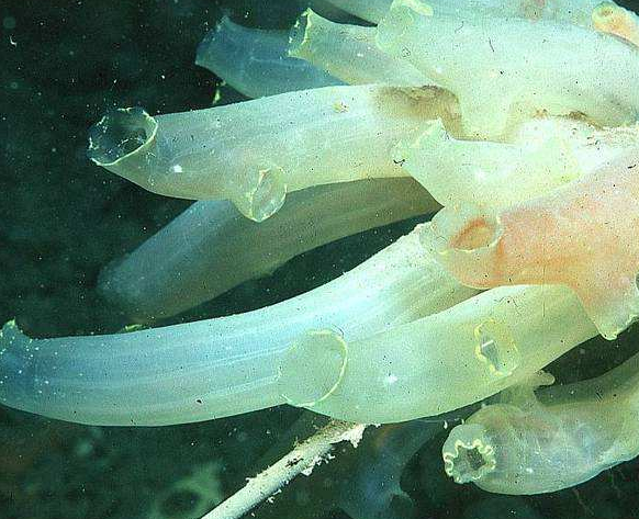 这还真的是有,这生物是海鞘,生长于海底.