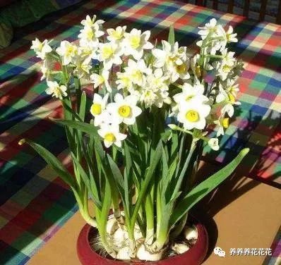 水仙花开完花就扔 太浪费了 做个 花后养护 明年继续赏花 腾讯新闻