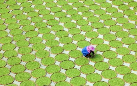 如何科学辨别白茶饼的好坏？