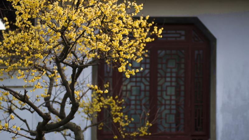 连树叶都掉光了 上海这种花却刚进入盛花期 还很香 腾讯新闻