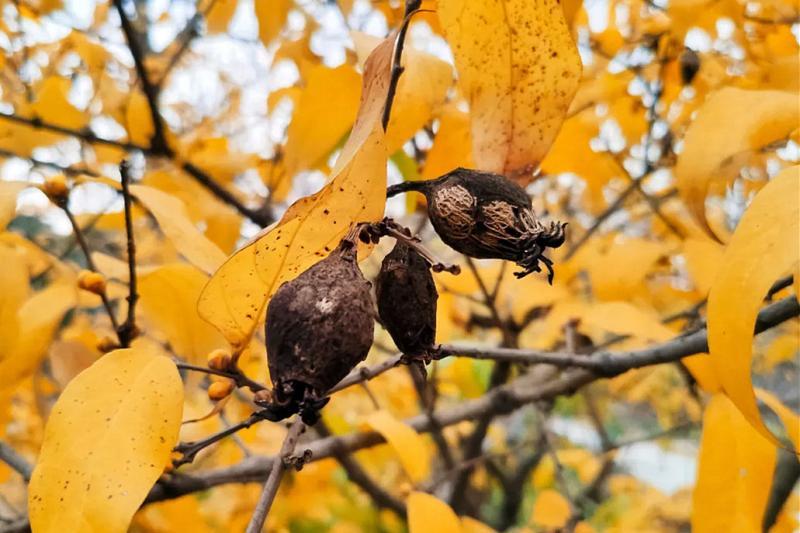 连树叶都掉光了 上海这种花却刚进入盛花期 还很香 腾讯新闻