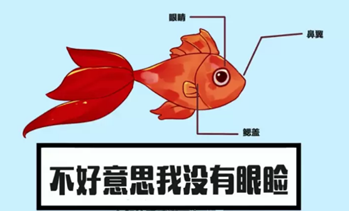 渔乐文化 鱼儿是怎样睡觉的 腾讯新闻