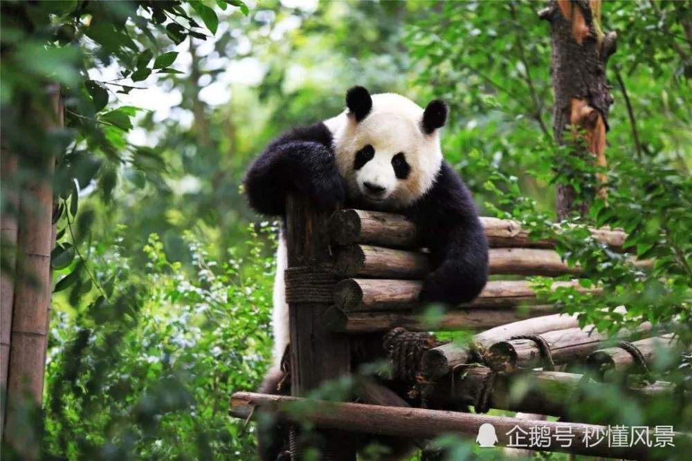 成都好玩的地方|成都有哪些有趣的地方或景点？