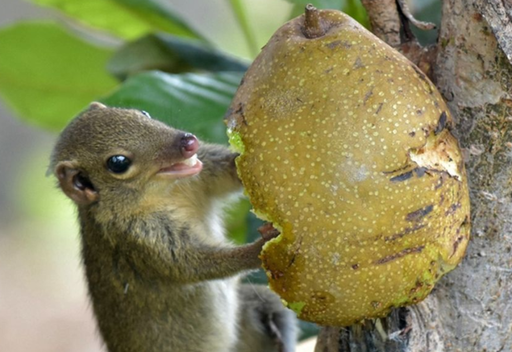 地球上最能 喝酒 的动物 每天都在饮酒 酒量足以灌醉一个人 腾讯新闻