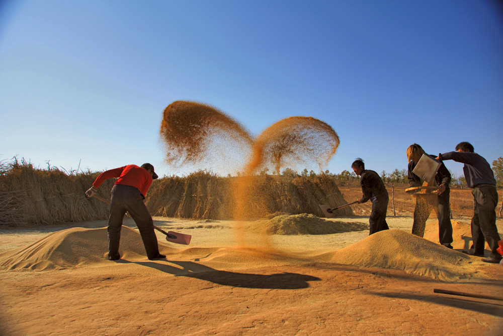 冬小麦|最高856.9公斤！2020年小麦主产省单产最高纪录出炉