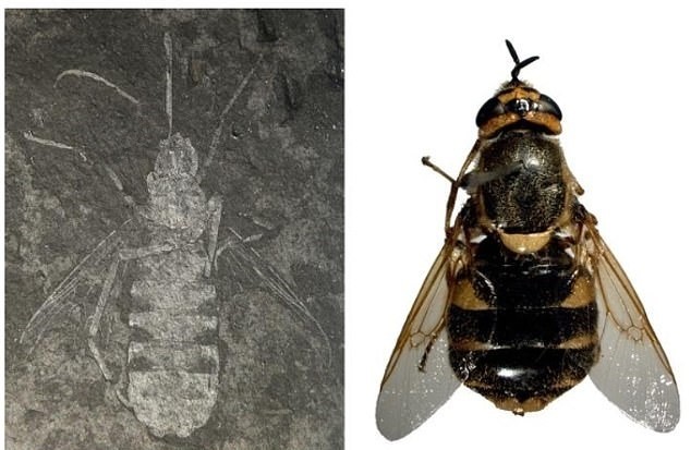 韩国发现一亿年前飞虫与江南style舞蹈动作相似,为其取名"江南"