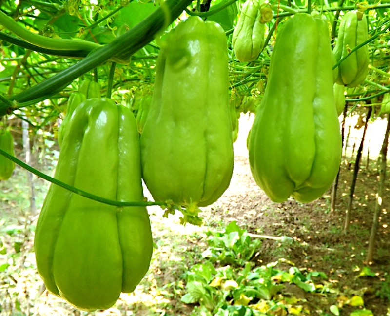 提到这种瓜,其产量十分高,人称"千斤瓜",一亩获利上万元,在过去,农民