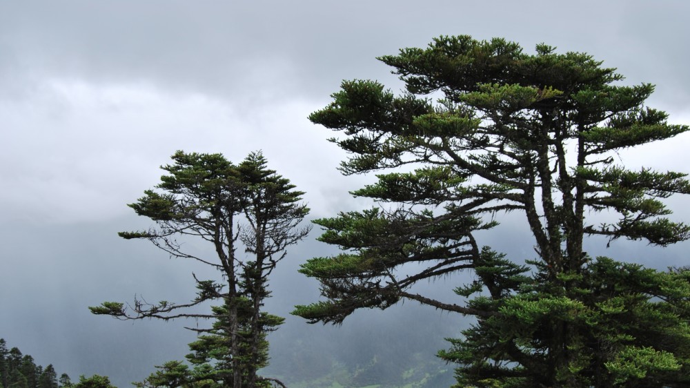 贡献:楚国风云人物,当时一纸书信,胜过十万雄兵,使秦,楚化干戈为玉帛