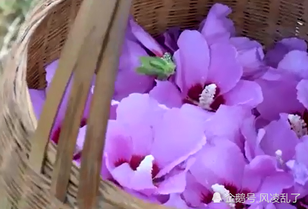 木槿花被韩国奉为国花 它的花果根叶均可食用 食之口感清脆 腾讯新闻