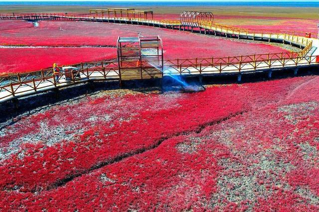地球有海的时候就有红海滩，曾成为救命滩，是最美的“红色”海洋