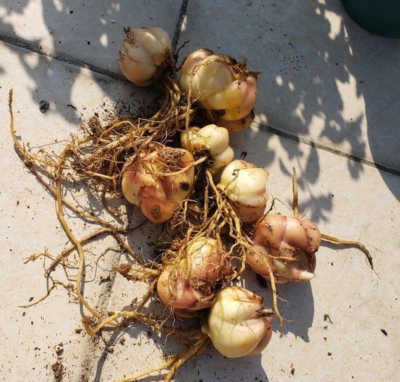 百合花怎样长出更多的种球 方法就1个 一棵变10棵 年年开爆盆 腾讯新闻