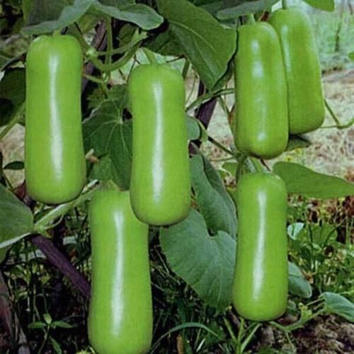 你知道瓠瓜是什么瓜吗其实它是一种纯绿色的蔬菜