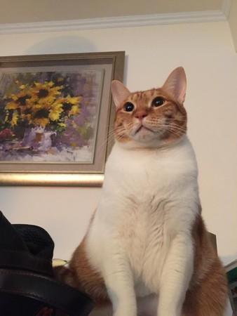 江宏恩爱猫santa5年前路边濒死 身体发臭遇好心司机救援