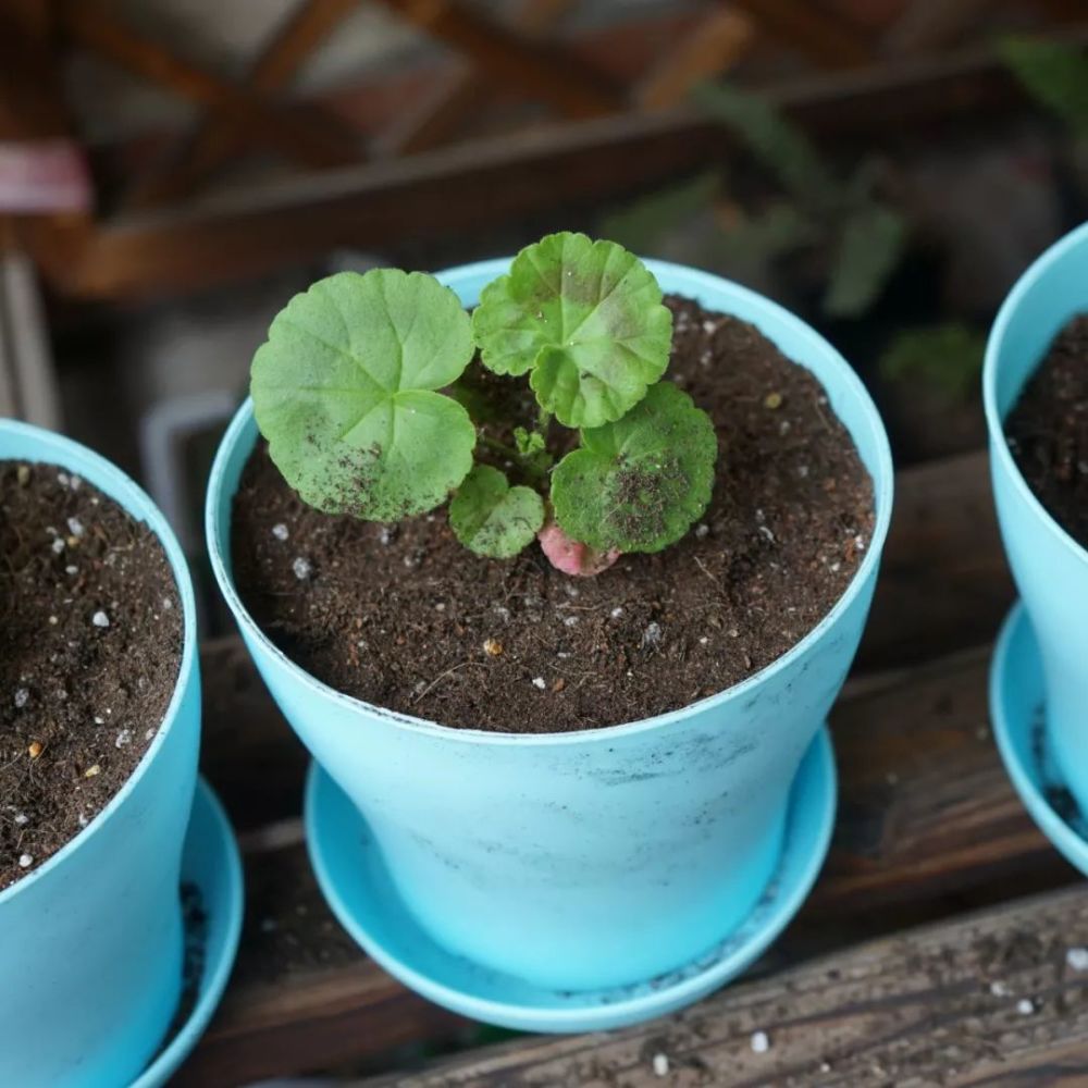 四季不败"开花机器!天竺葵完全种植手册