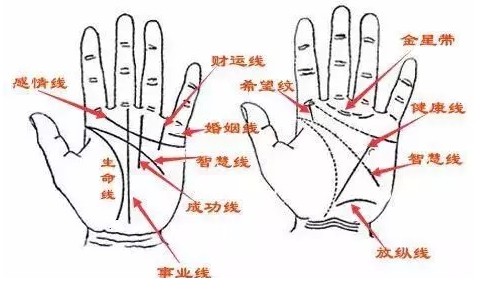 如何从手相五大线纹看事业财运 手相 事业财运 生命线 小人