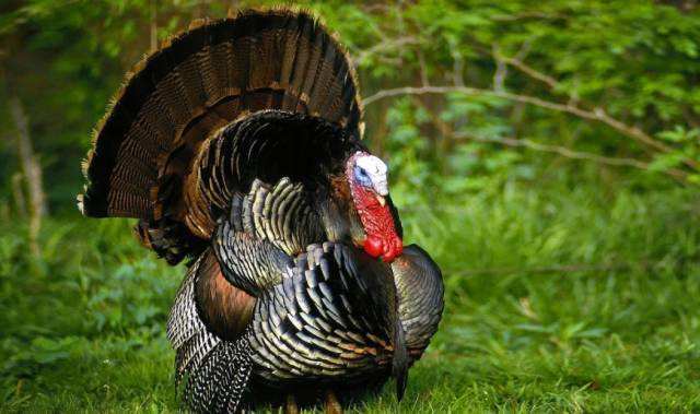 圣诞节美国人狂吃火鸡,犹太人吃中国餐,日本人