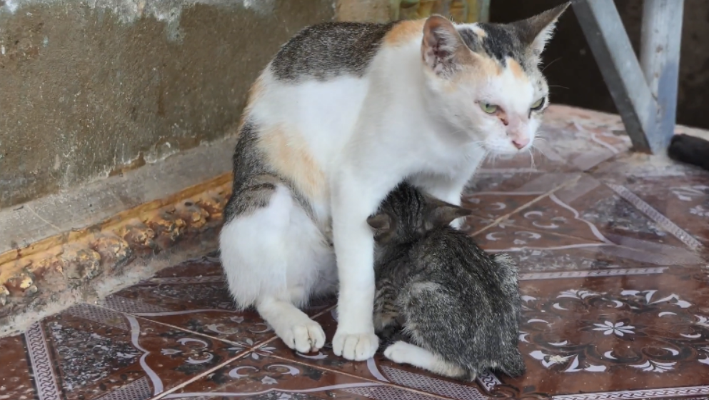 母猫护着小猫在争斗中免遭伤害小猫不知危险只想吃奶