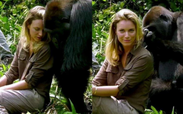 猩猩跟人类能否有后代女科学家情愿献身结果令人难以置信