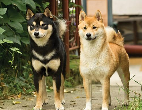 柴犬比中华田园犬高贵在什么地方 它也差点灭绝 却被日本人奉为国宝 腾讯新闻