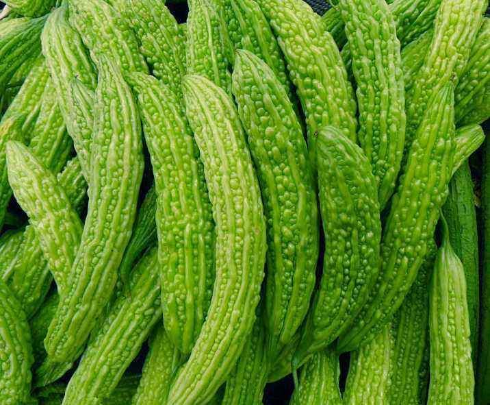 苦瓜|苦瓜何时种，为啥不好活，你知道吗？