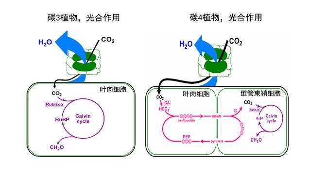 什么是碳四植物 如果把水稻培育成碳四植物 那么产量能大大提高 腾讯新闻