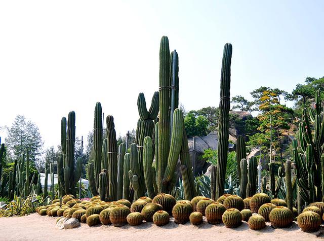 什么是碳四植物 如果把水稻培育成碳四植物 那么产量能大大提高 腾讯新闻