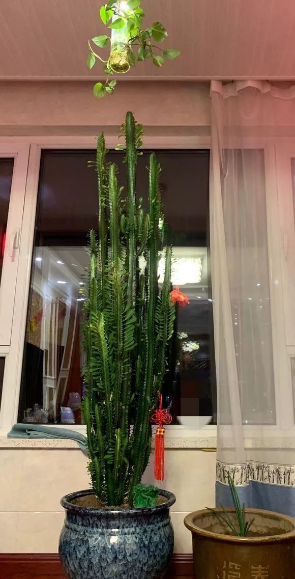 家里养这8种"丑花",家里养一盆,高大霸气,镇宅吉祥!