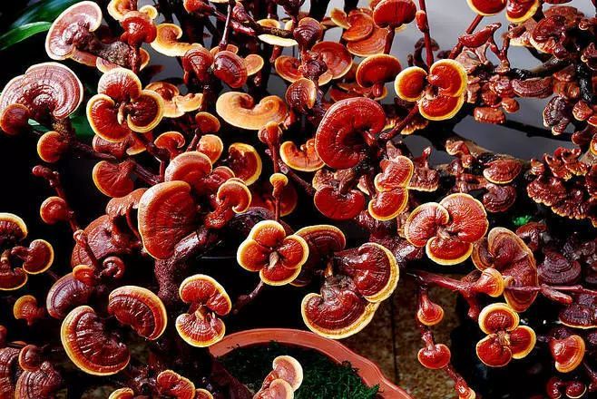 科普小课堂 关于灵芝孢子油 这些你也许不知道 腾讯新闻