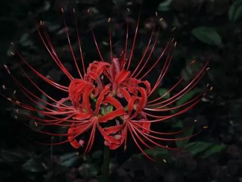 十大恐怖之花的花语(十大恐怖之花的花语及寓意)