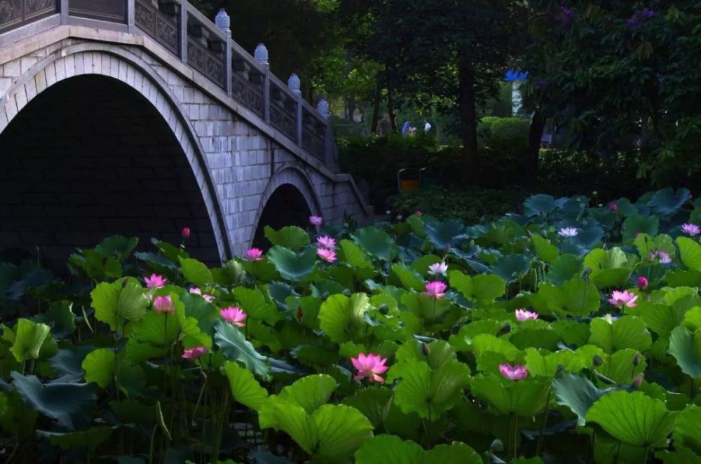 傍晚時分,夕陽西下,帶上一家人,悠閒漫步園內,感受初夏微涼.