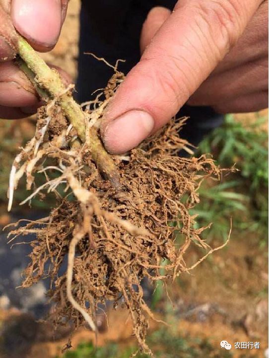 重茬问题就是我们常说的连作障碍,大棚蔬菜种植时间越长,这个问题也越