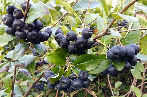 长得像蓝莓的一种果子吃起来又酸又涩亩收益高达1万5