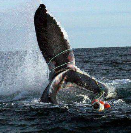 日本不顾警告,耗巨资捕杀鲸鱼不为吃肉,背后真正目的太险恶