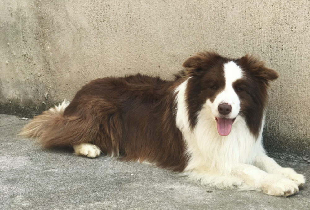 家里的边牧肚子上起了红色小疙瘩是什么情况 腾讯新闻