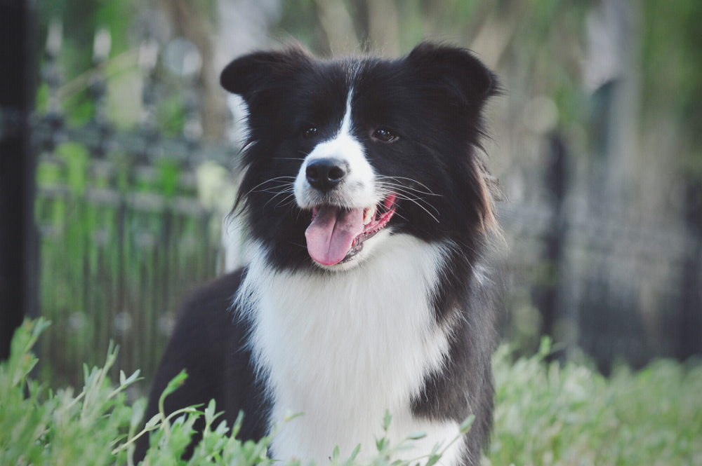 家里的边牧肚子上起了红色小疙瘩是什么情况 腾讯新闻