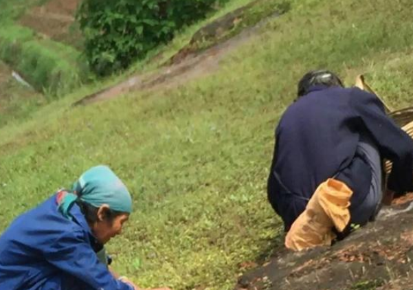 农村的"地带皮",雨后一大片,花钱都买不到的"宝贝"!