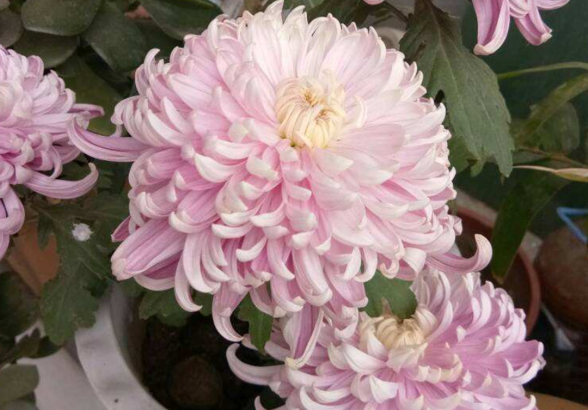 你是几月出生的 对应的就是什么花 快看准不准 腾讯新闻