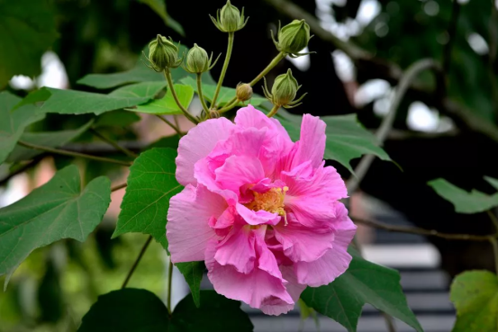 你是几月出生的 对应的就是什么花 快看准不准 腾讯新闻