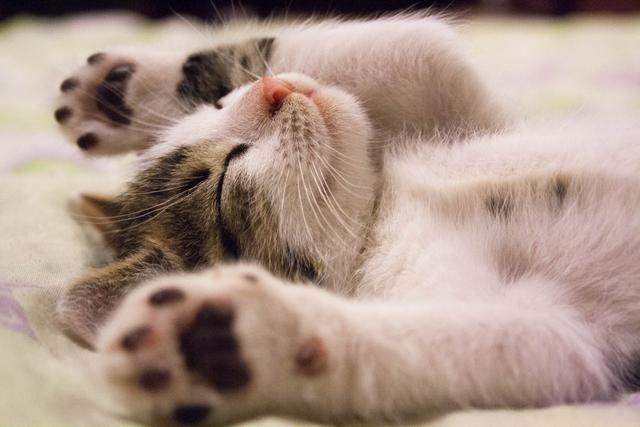 捡到流浪猫之后怎么处理？_腾讯新闻