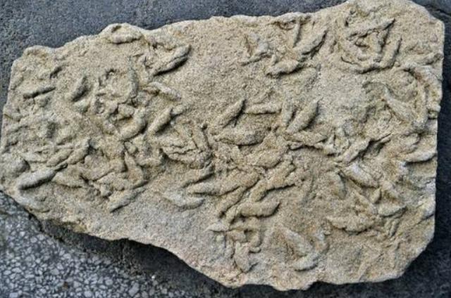 曾出现在7000万年前的魔鬼蛙,网友称,如果它现在还活着那真的太恐慌了