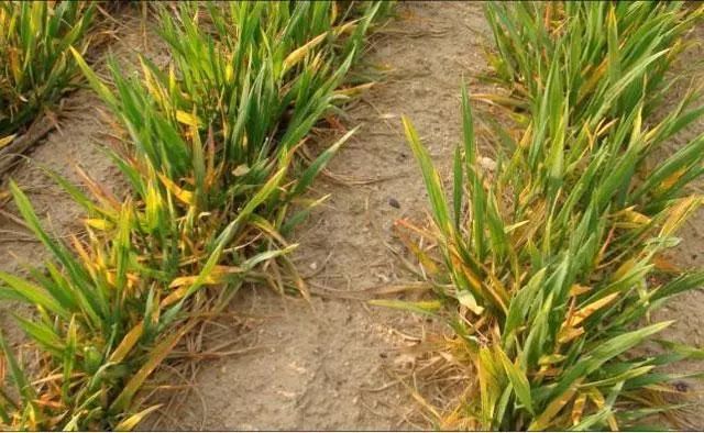 小麦苗|【花园管家】注意！冬小麦一片黄，一片青到底咋回事