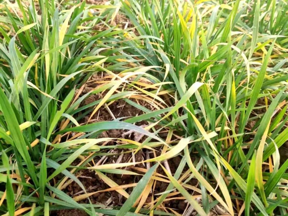 除草剂|紧急提醒：春季打小麦除草剂，这些细节一定要注意！