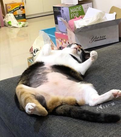 才刚踏出一步!胖三花懒得运动坐门口地上求饶:好累哦